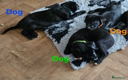 Borador dogs for sale: Black Collie X Labrador Ready to leave 26th Oct - Image 5