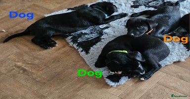 Borador dogs - Advert 4