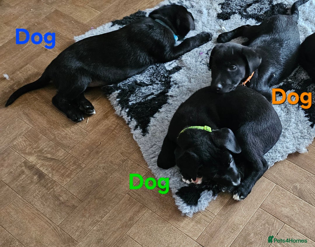 Borador dogs for sale: Black Collie X Labrador Ready to leave 26th Oct - Image 5