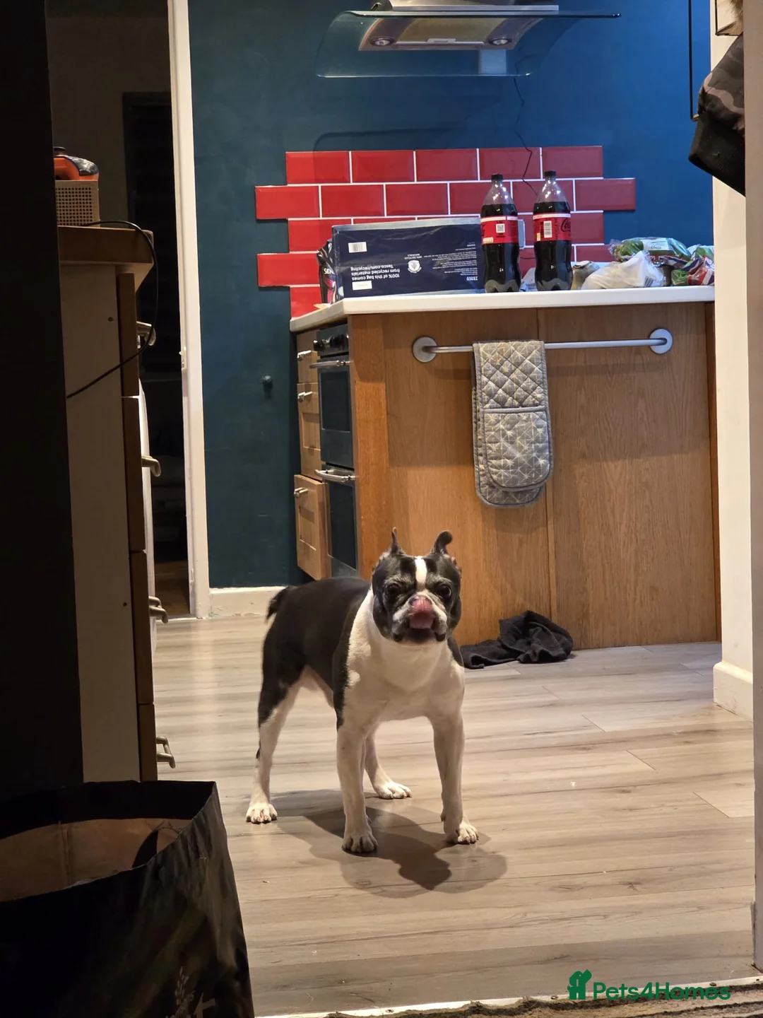 Boston Terrier dogs for sale: Boston terrier  in Leigh - Advert 1