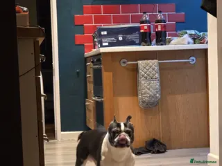 Boston Terrier dogs Boston terrier - Advert 1