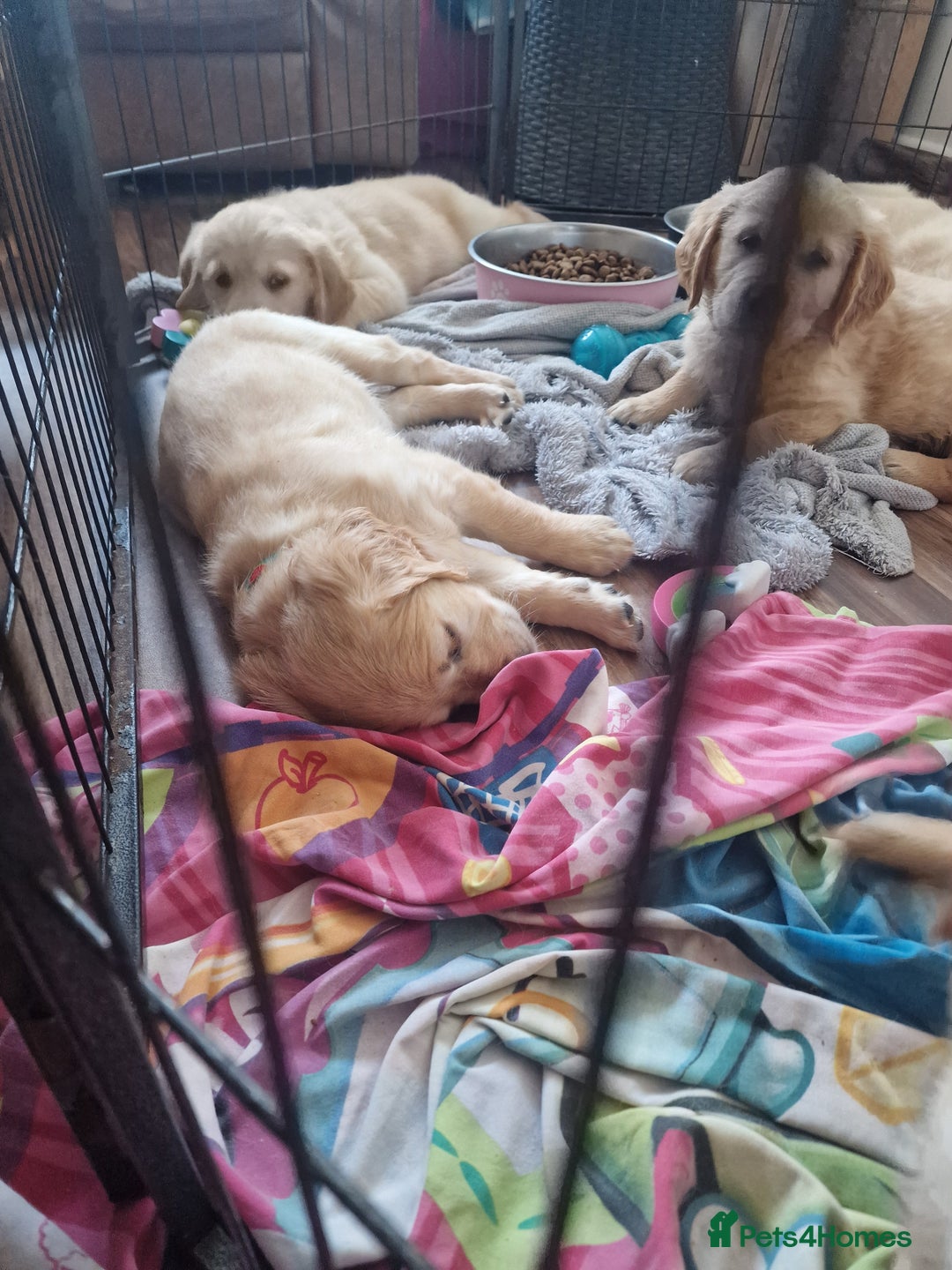 Golden Retriever dogs for sale: 🦮 two beautiful boys available  ❤️❤️ in Aberystwyth - Image 29