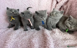 British Shorthair cats for sale: **5 Chunky pure breed BSH Kittens for sale** - Image 1