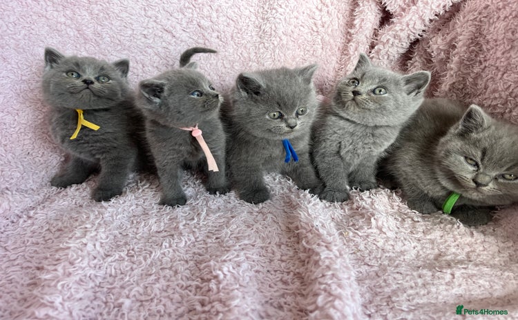 British Shorthair cats - Advert 2
