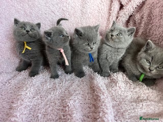 British Shorthair cats - Advert 7