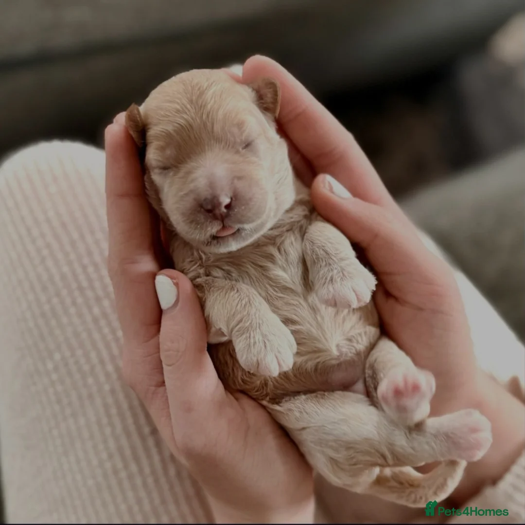 Cockapoo dogs for sale: Cockapoo puppies for sale - Advert 20