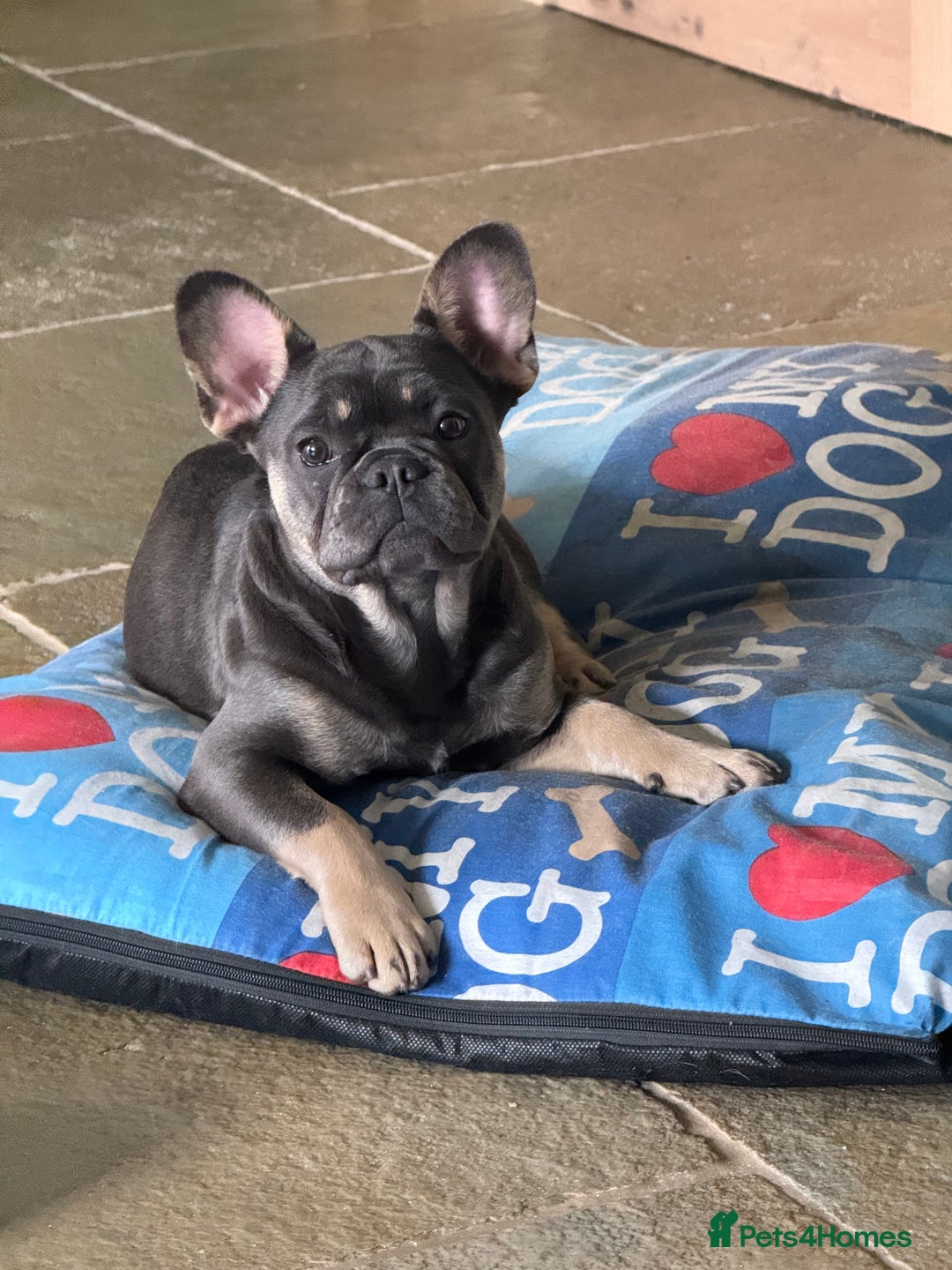 French Bulldog dogs for sale: Reduced French Bulldogs - Advert 1