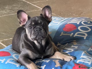 French Bulldog dogs Reduced French Bulldogs - Advert 4