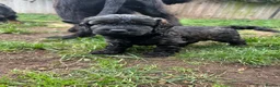 Cocker Spaniel dogs for sale: Gorgeous Schnocker puppies - Advert 13