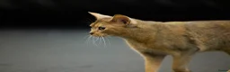 Abyssinian cats for sale: Gorgeous Abyssinian kittens - Advert 3