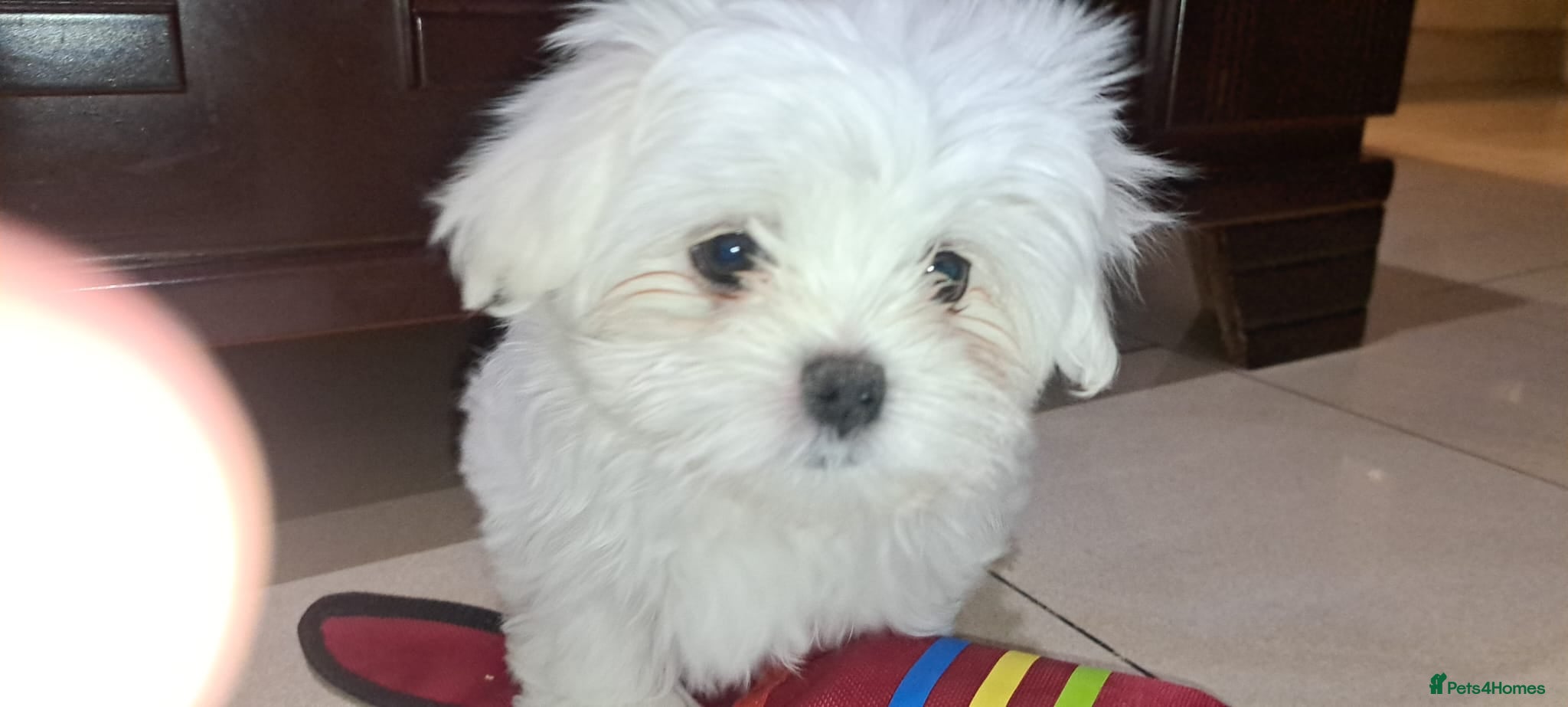 Maltese dogs Maltese Mini Puppies - Advert 12