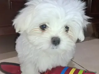 Maltese dogs Maltese Mini Puppies - Advert 12