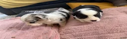 Welsh Corgi Cardigan dogs for sale: Stunning litter of Welsh cardigan corgi puppies  - Advert 11