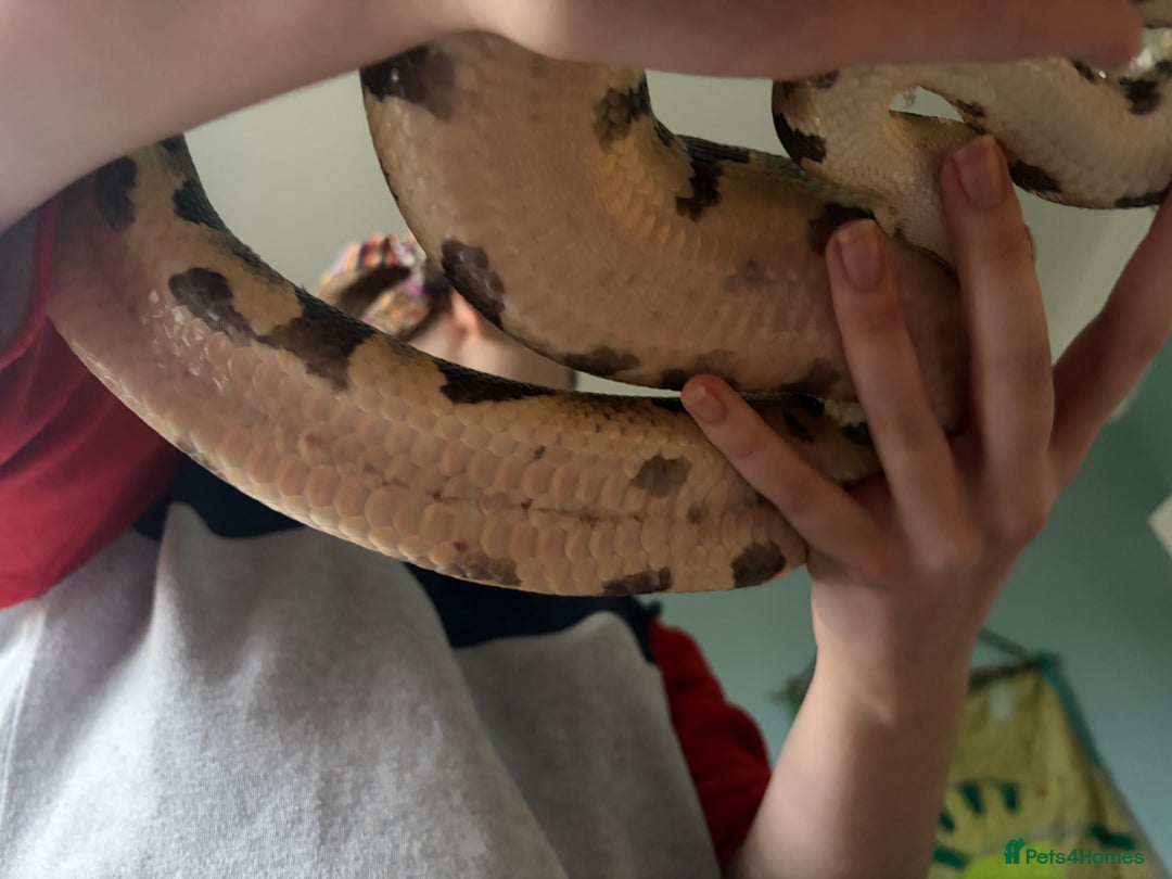 Python Snake reptiles for sale: Ball Pythons Leopard YB lesser enchi gravel pastel - Advert 8