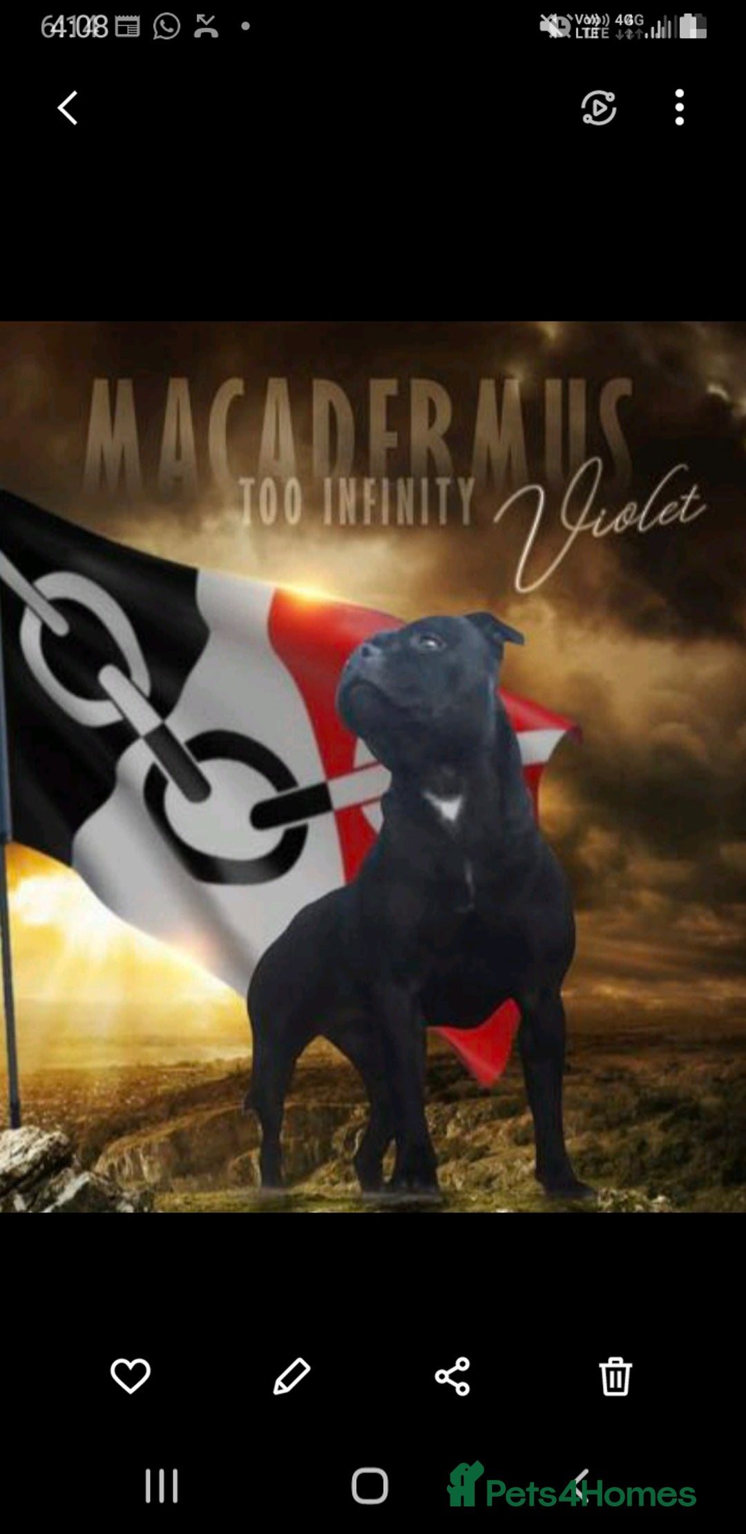 Staffordshire Bull Terrier dogs for sale: Genesis planned mating  - Image 2