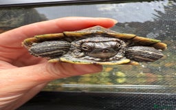 Turtle reptiles for sale: Mississippi map turtles x2 and set up - Image 9