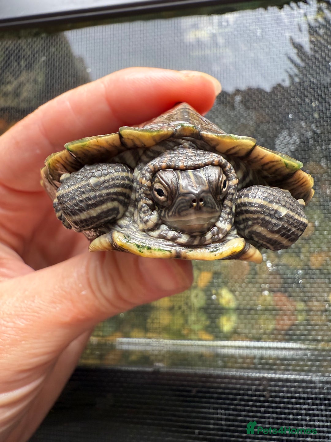 Turtle reptiles for sale: Mississippi map turtles x2 and set up - Image 9