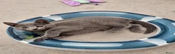 Russian Blue cats for sale: GCCF Registered Russian Blue Kittens in Tredegar - Advert 5