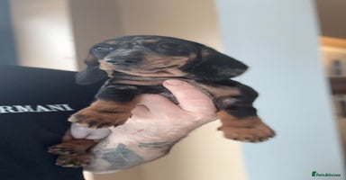 Miniature Dachshund dogs - Advert 3