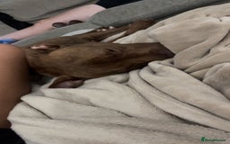 Mixed Breed dogs for sale: Nellie staffy puppy - Image 2