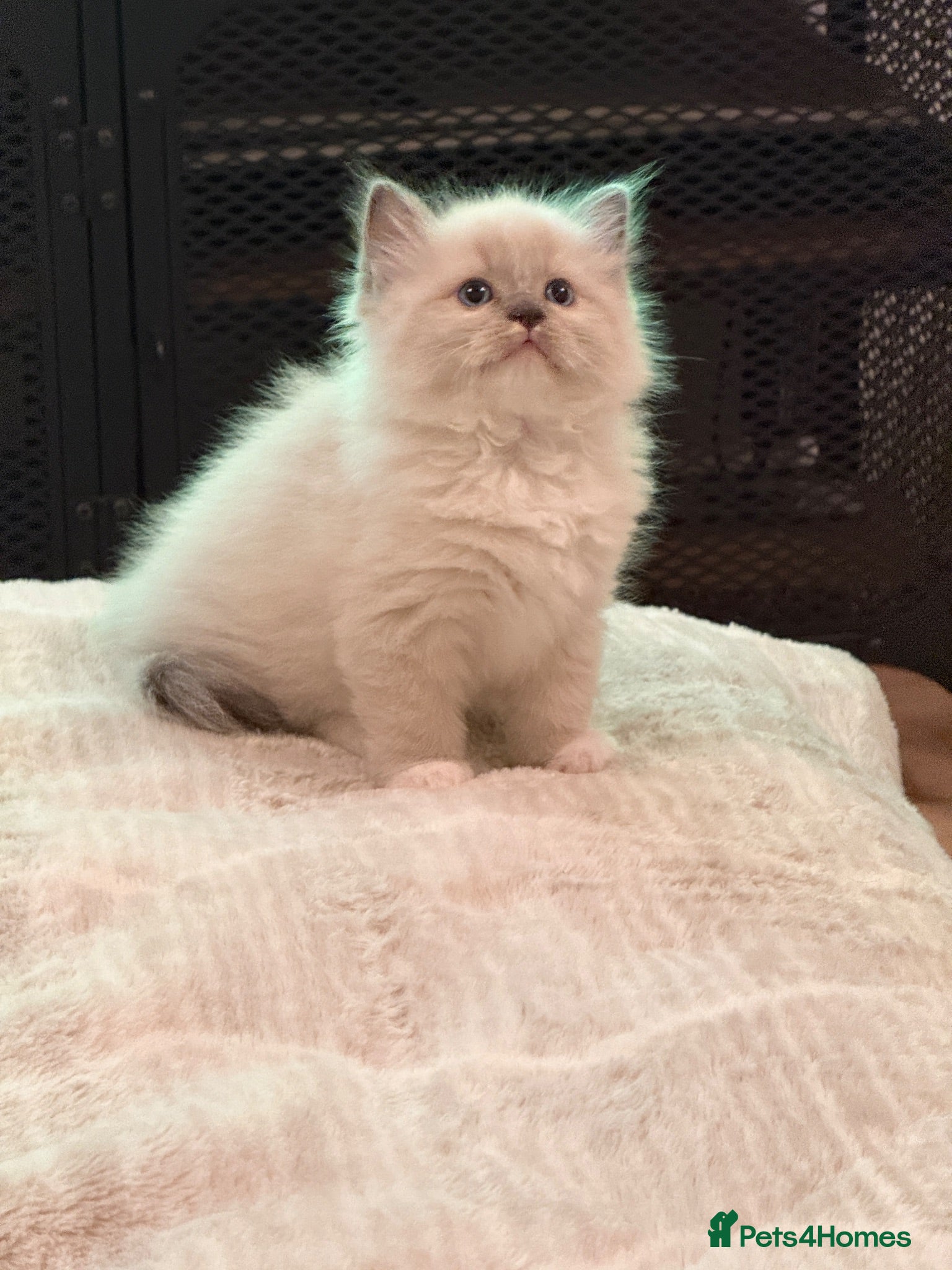 Ragdoll cats Ready Now Ragdoll kittens  - Advert 2