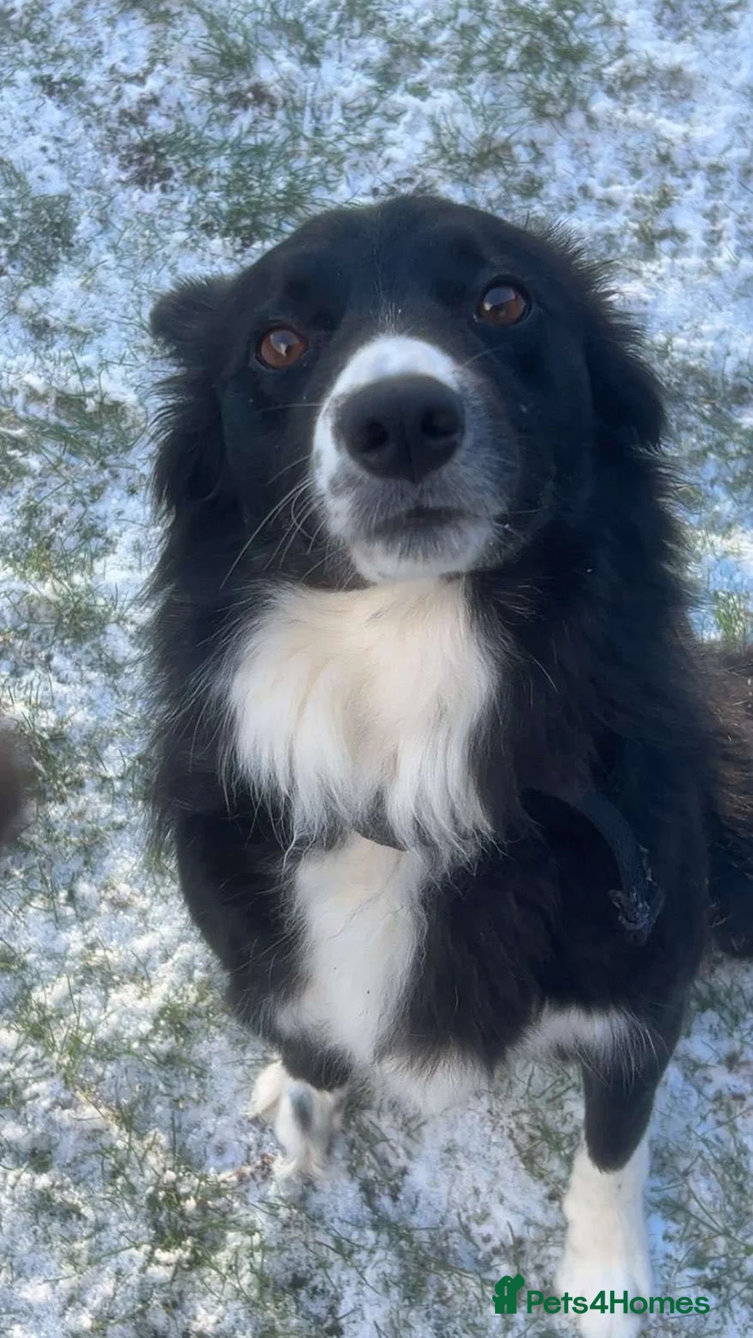 Mixed Breed dogs for sale: Rosie  in Shrewsbury - Advert 4