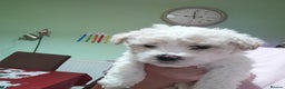 Bichon Frise dogs for sale: 2 beautiful puppy Bichon Maltese - Advert 2