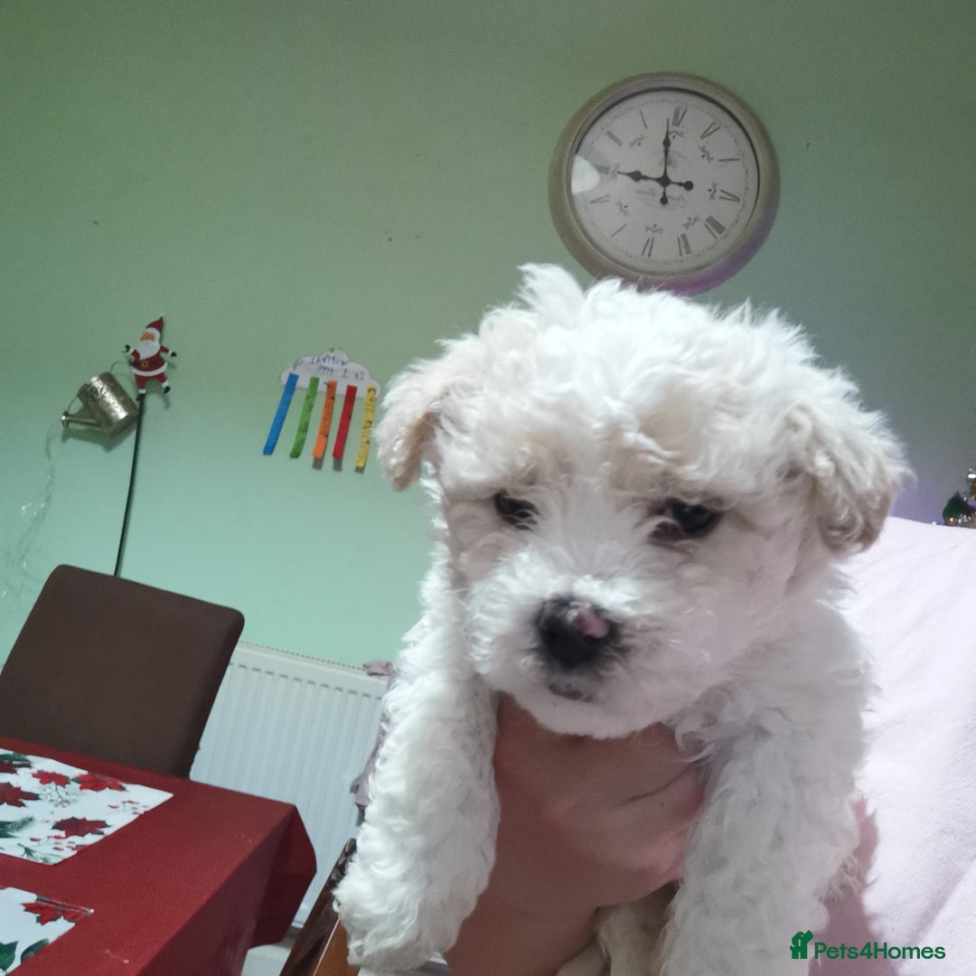 Bichon Frise dogs for sale: 2 beautiful puppy Bichon Maltese - Advert 2