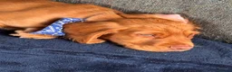 Cocker Spaniel dogs for sale: LAST KC little boy cocker spaniel - Advert 4