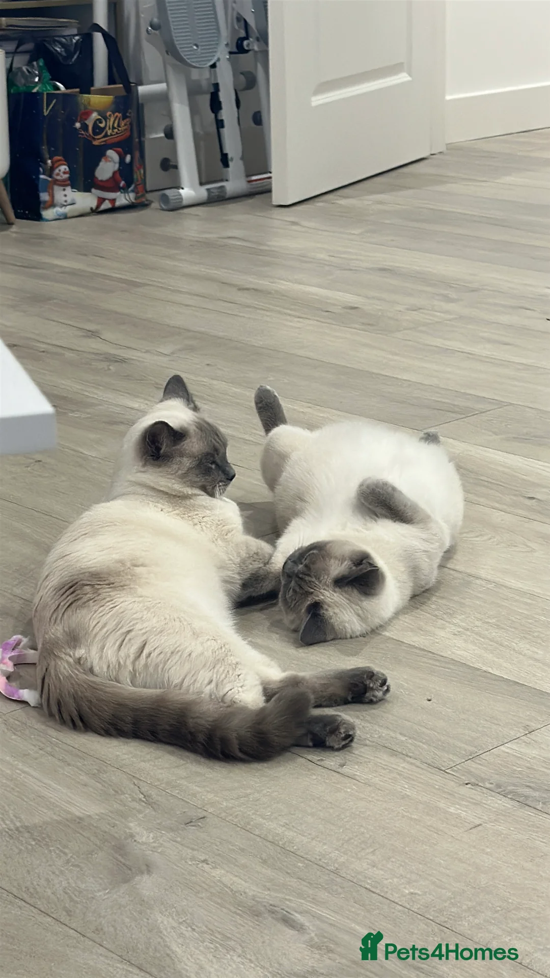 Mixed Breed cats for sale: Beautiful Ragdoll x BSH Kittens – 4 Available - Advert 8
