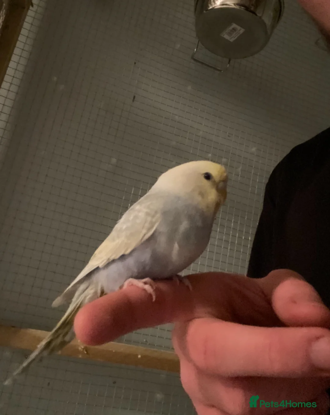 Budgerigars birds for sale: Variety Of Budgies And Cages in Kidderminster - Advert 2