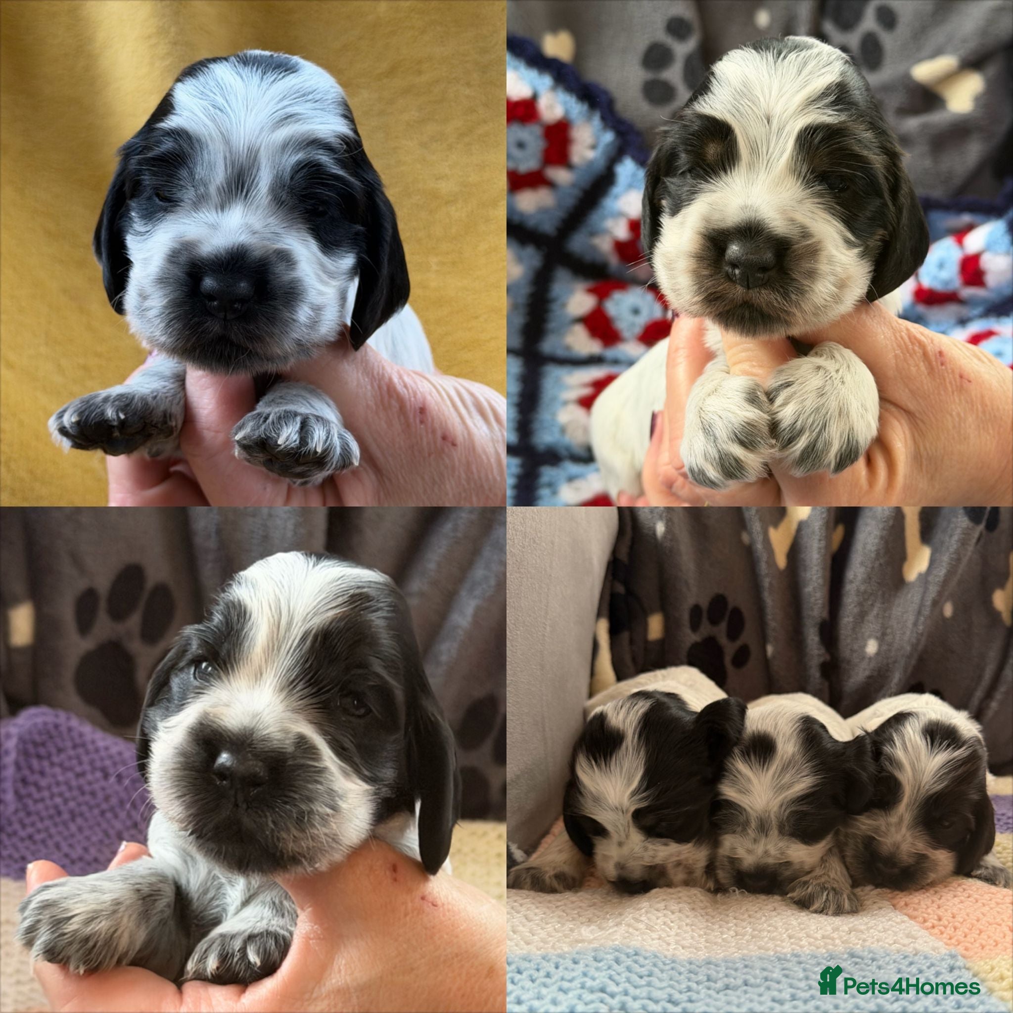 Cocker Spaniel dogs Kc, hip/Elbows, eye, dna clear parents - Advert 1