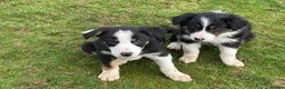 Border Collie dogs for sale: Border Collie Pups in Machynlleth - Advert 24