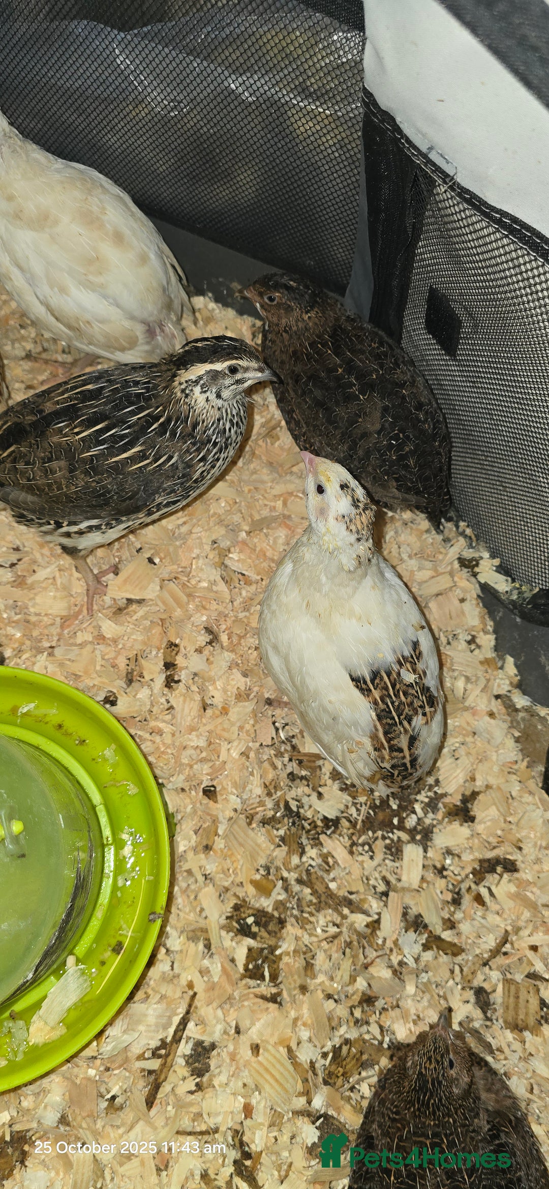 Quail poultry for sale: 🌟 Adult Quails for Sale! 🌟 - Image 11