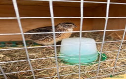 Quail poultry for sale: MALE COTURNIX QUAIL FOR SALE - 10 WEEK OLD  - Image 3