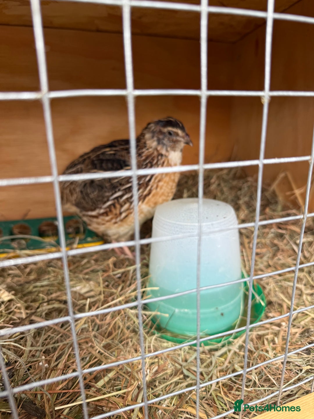 Quail poultry for sale: MALE COTURNIX QUAIL FOR SALE - 10 WEEK OLD  - Image 3