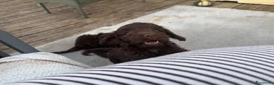 Cockapoo 4