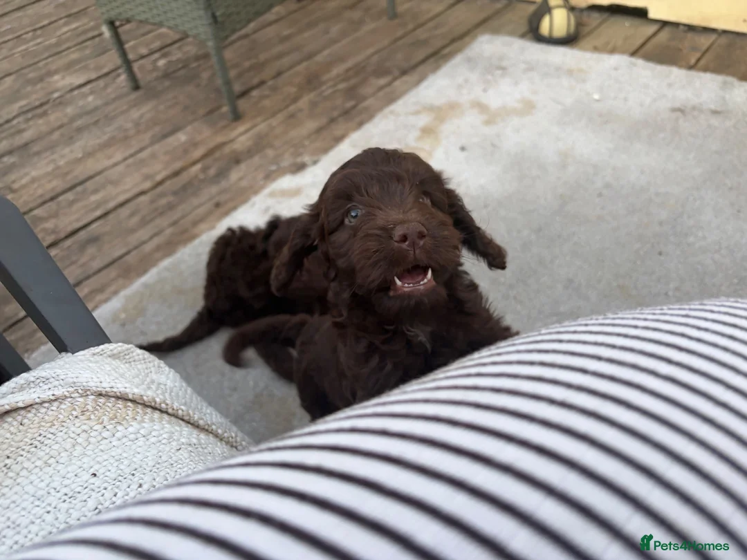 Cockapoo dogs for sale: Gorgeous Chocolate Cockapoo Spaniel Puppies - Advert 2