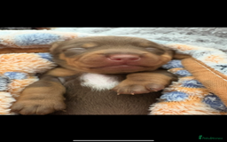 Miniature Dachshund dogs for sale: Daschund pups chocolate and chocolate dapple - Image 5