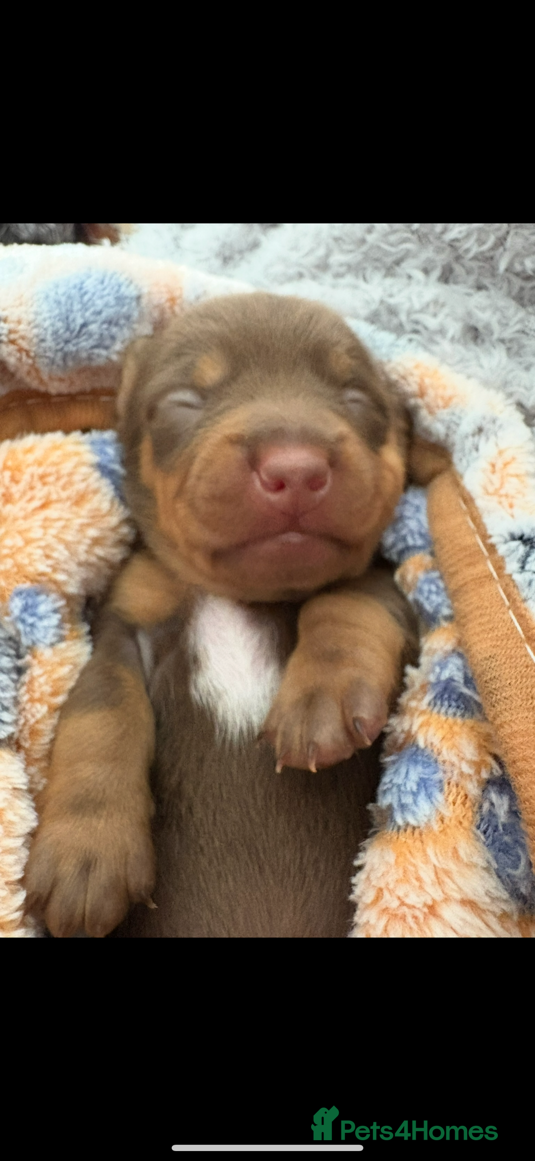 Miniature Dachshund dogs for sale: Daschund pups chocolate and chocolate dapple - Image 5