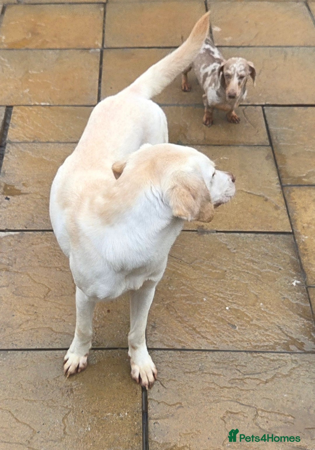 Labrador Retriever dogs for sale: Kc registered champagne labrador bitch - Advert 4