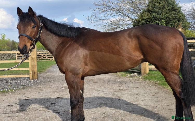 Irish Thoroughbred horses - Advert 1