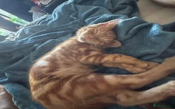Persian cats for sale: His name is Lilo - Image 2