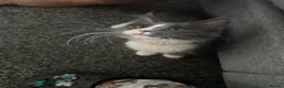 Maine Coon cats for sale: Full breed Maine coon  - Advert 7