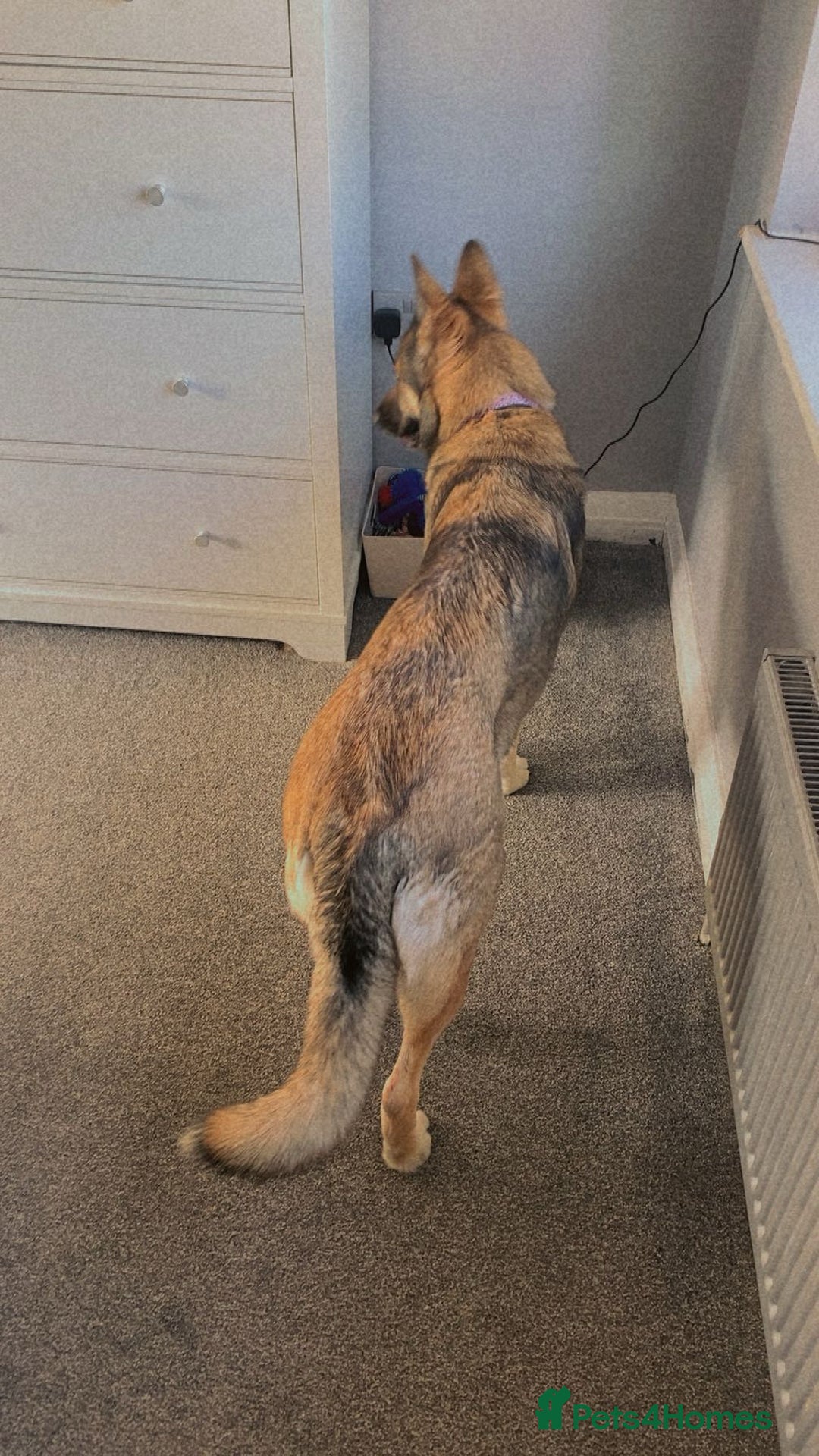 German Shepherd dogs for sale: River female German shepherd  - Advert 9