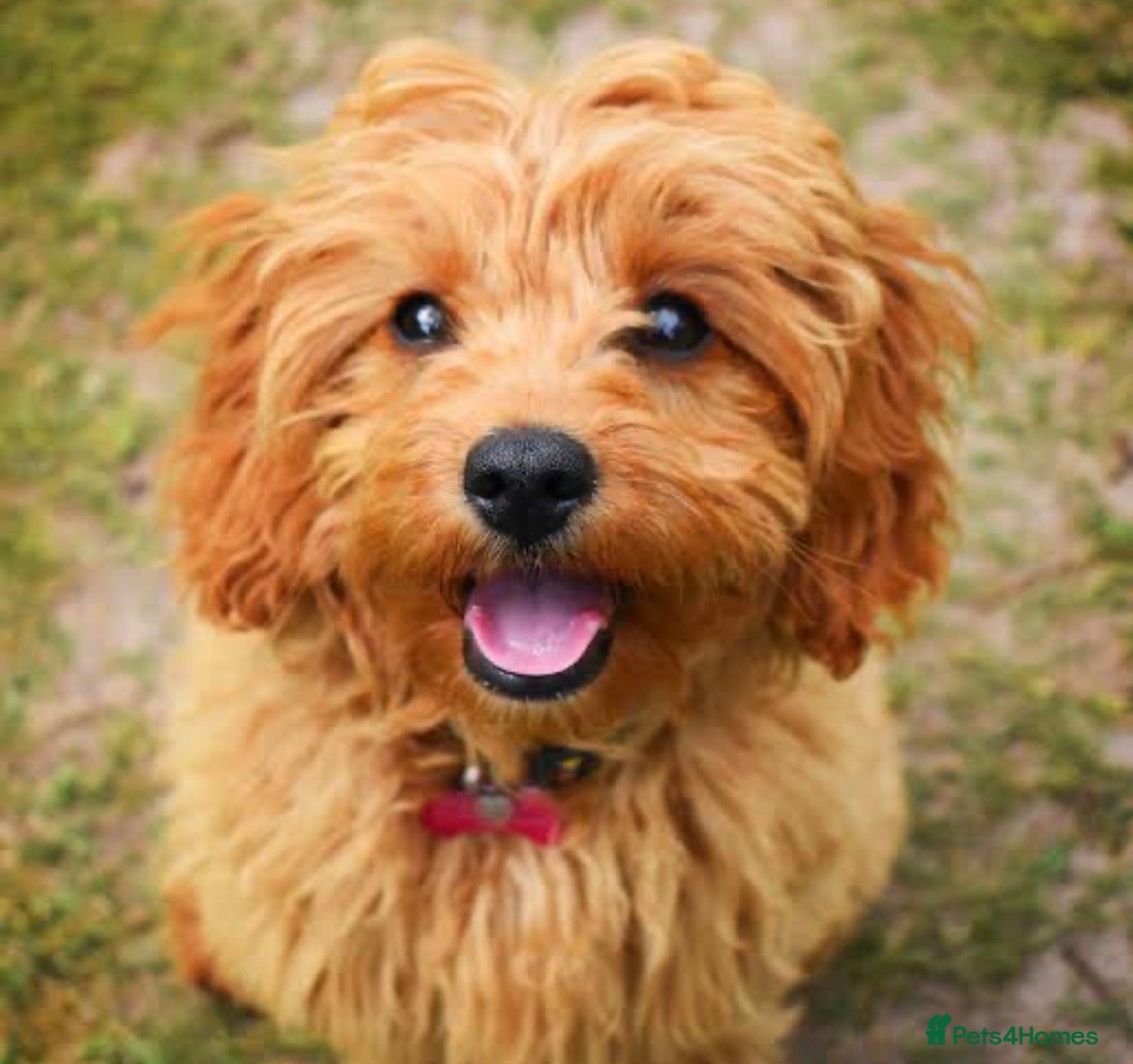 Cavapoo dogs Cavapoo boy - Advert 4