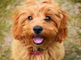 Cavapoo dogs Cavapoo boy - Advert 4