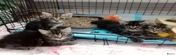 Mixed Breed cats for sale: 5 Fluffy Ragdoll x Tabby kittens  - Advert 4