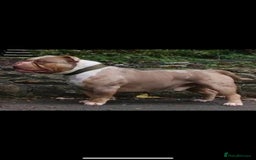 American Bully dogs for sale: American Pocket Bully (3 Generations).  - Image 5