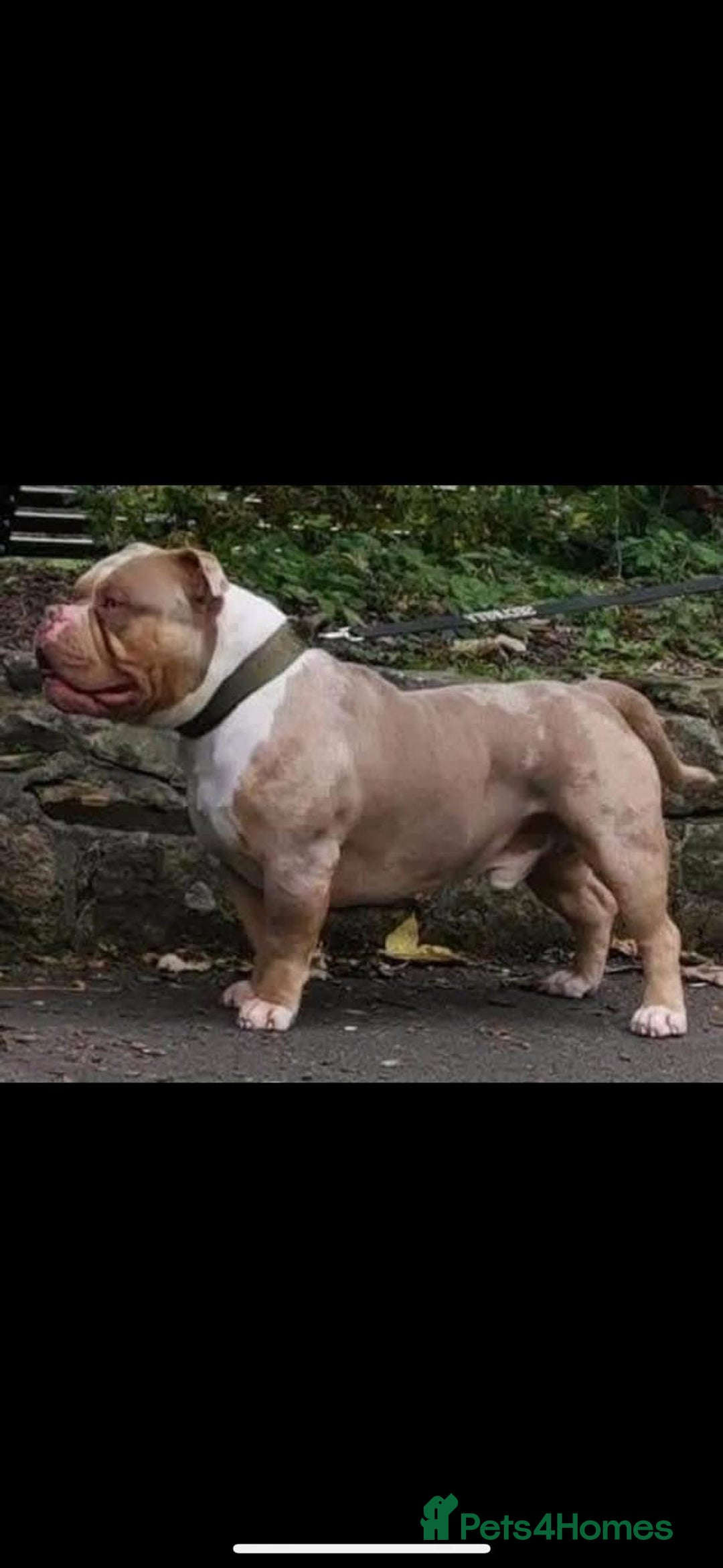 American Bully dogs for sale: American Pocket Bully (3 Generations).  - Image 5